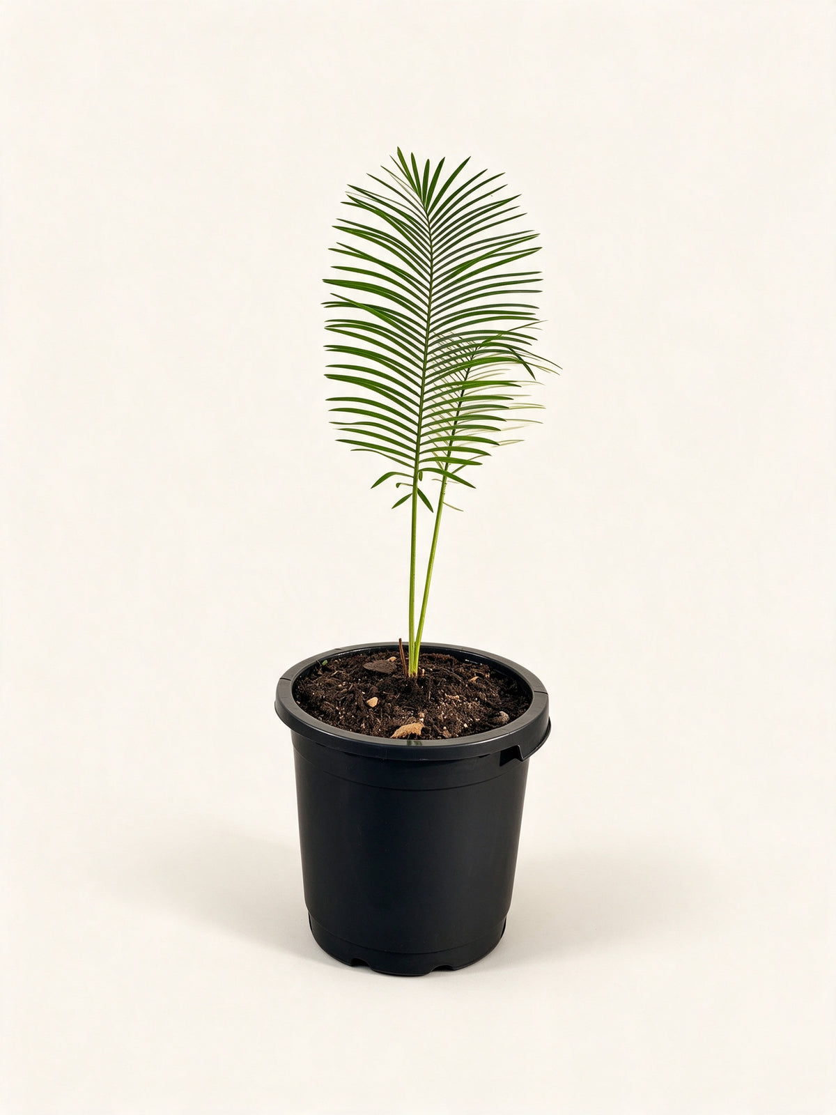 Cycas 'Silver'