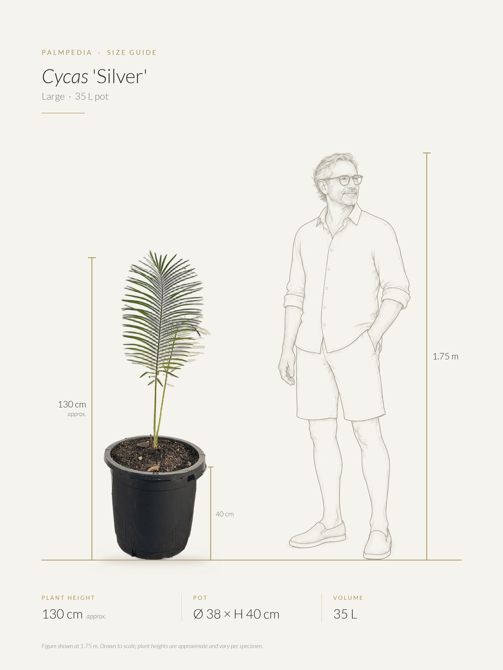 Cycas 'Silver' – size guide