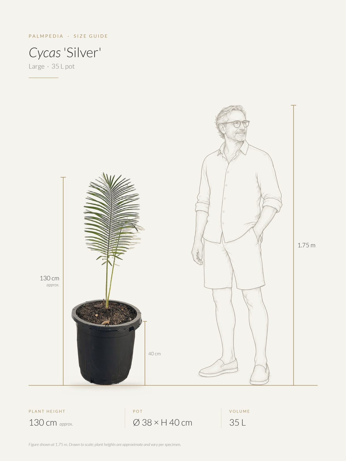 Cycas 'Silver' – size guide