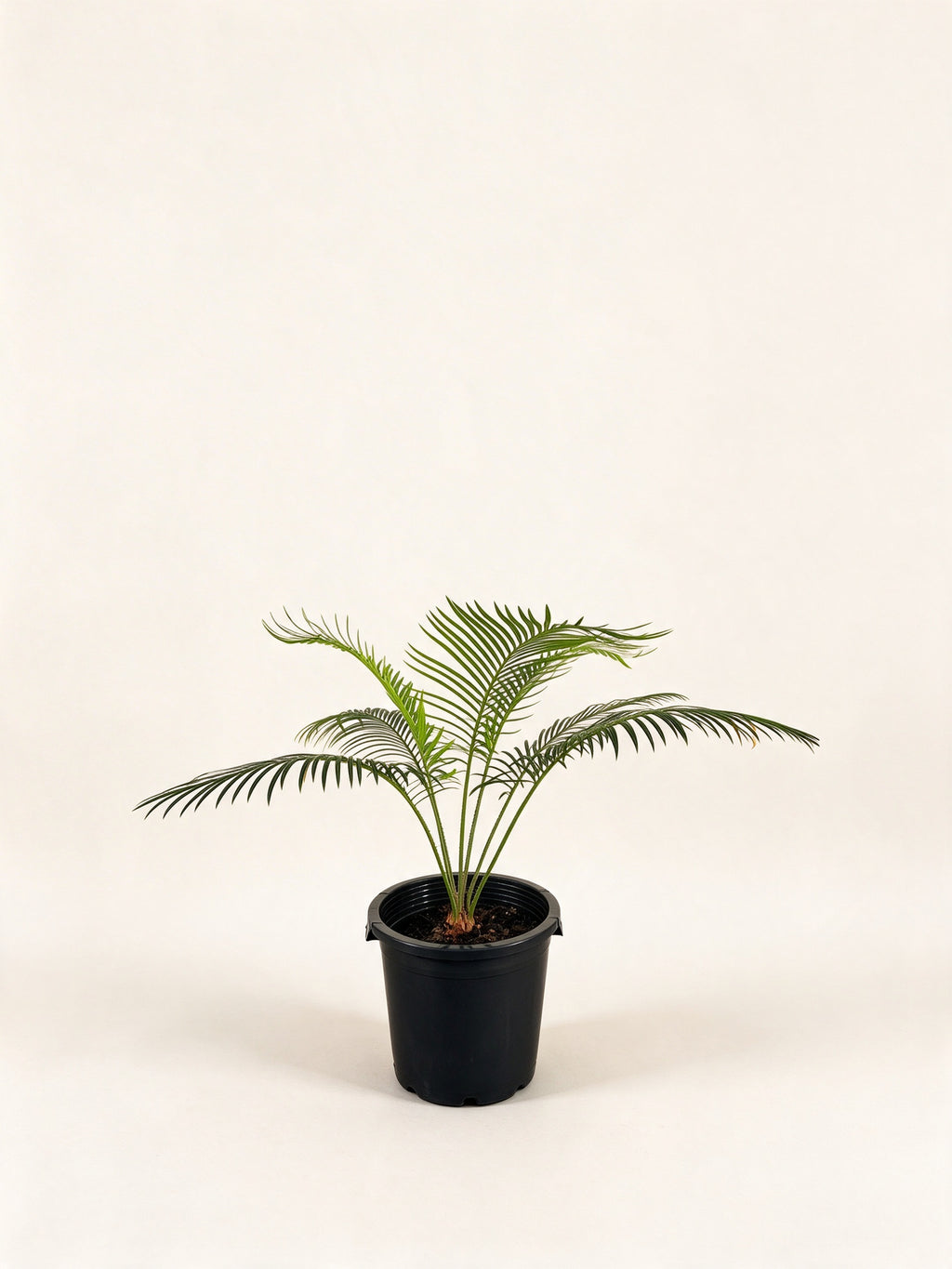 Cycas edentata