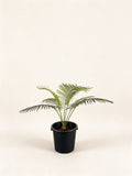Cycas edentata