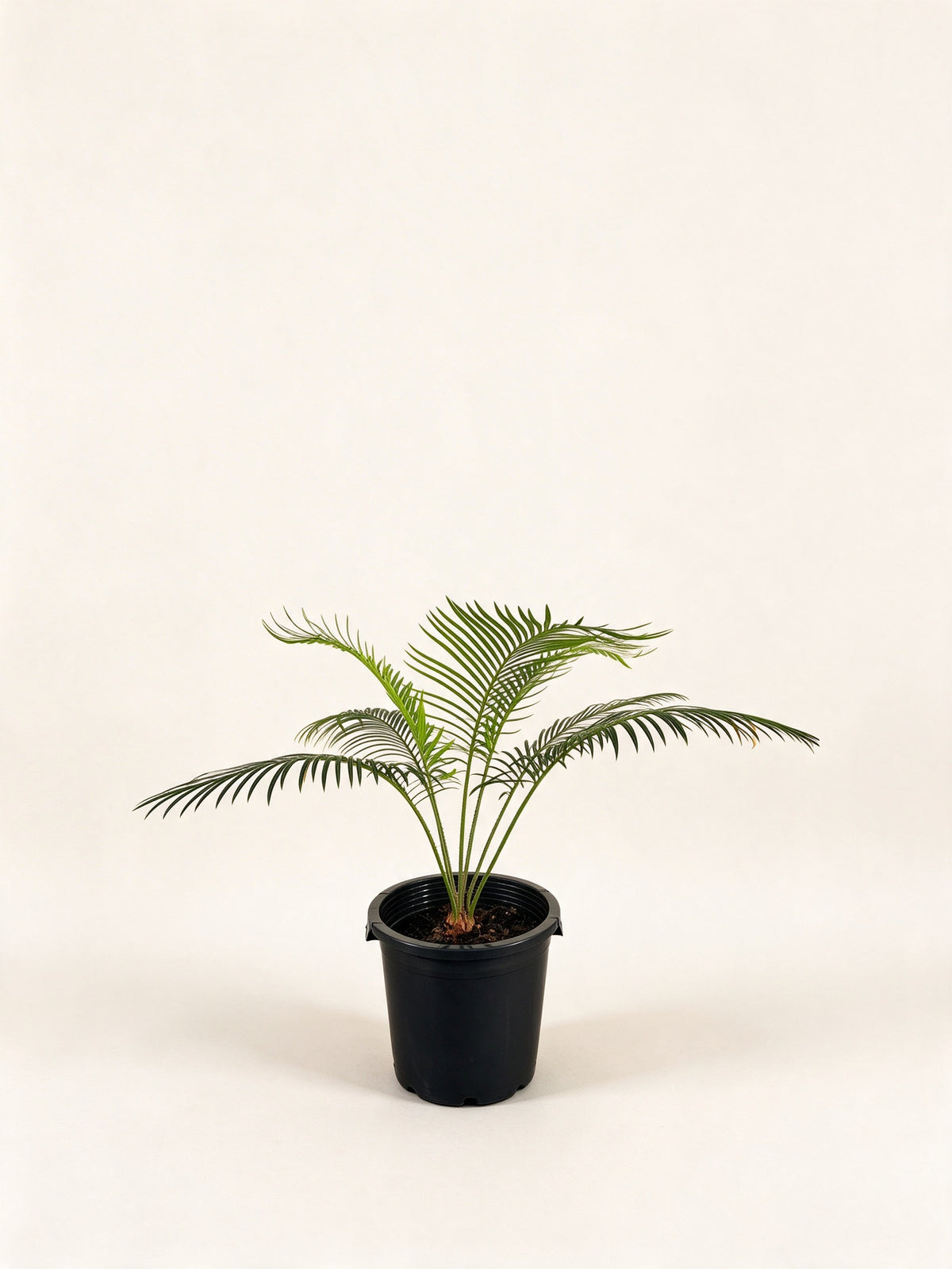 Cycas edentata