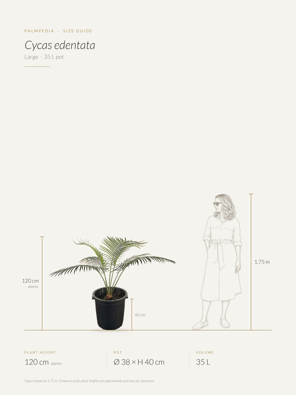 Cycas edentata – size guide
