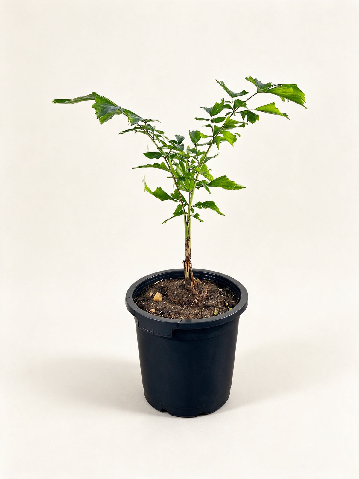 Caryota monostachya