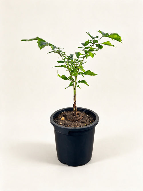 Caryota monostachya