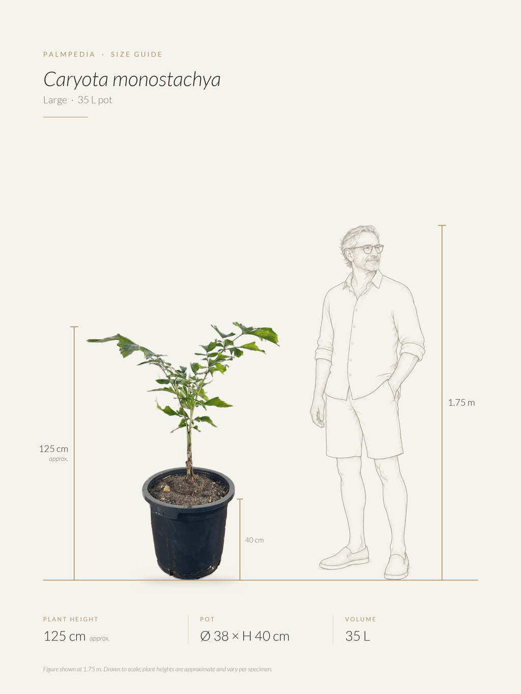 Caryota monostachya – size guide
