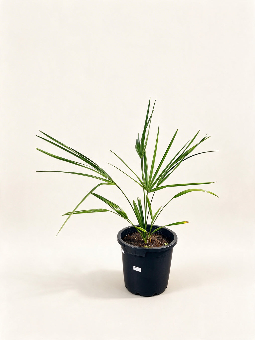 Sabal palmetto 'Lisa'