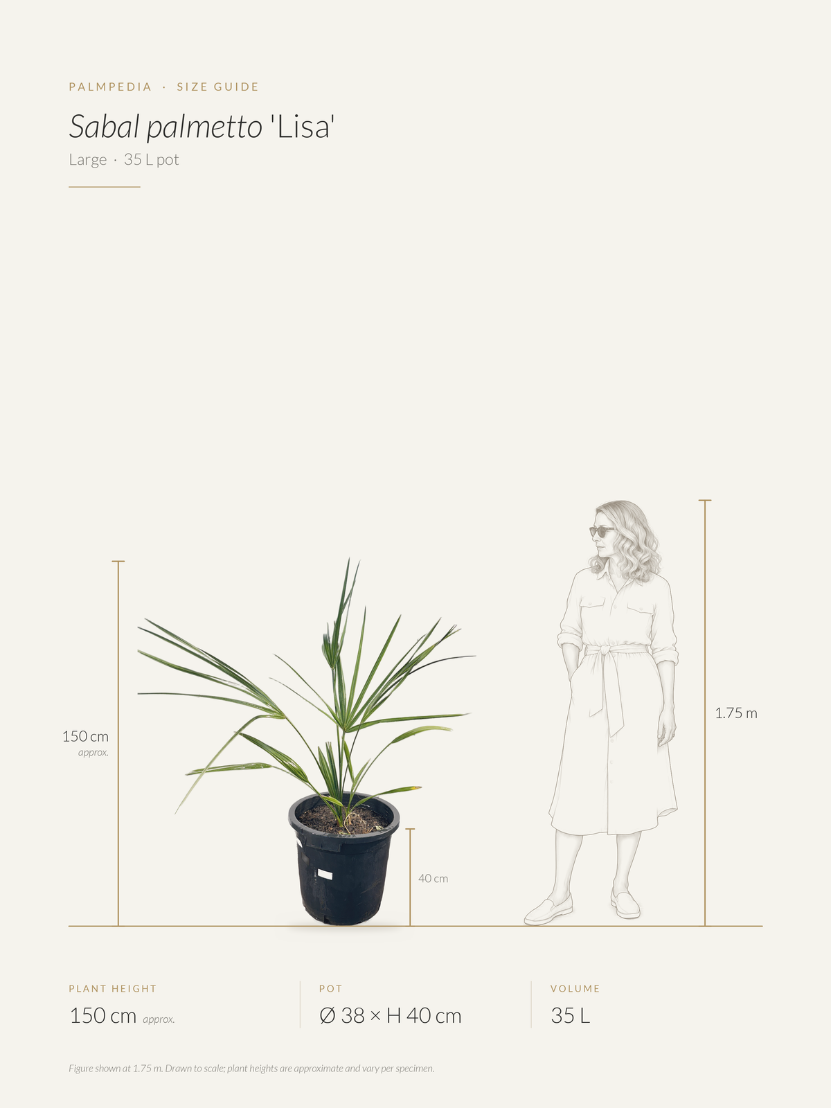 Sabal palmetto 'Lisa' – size guide