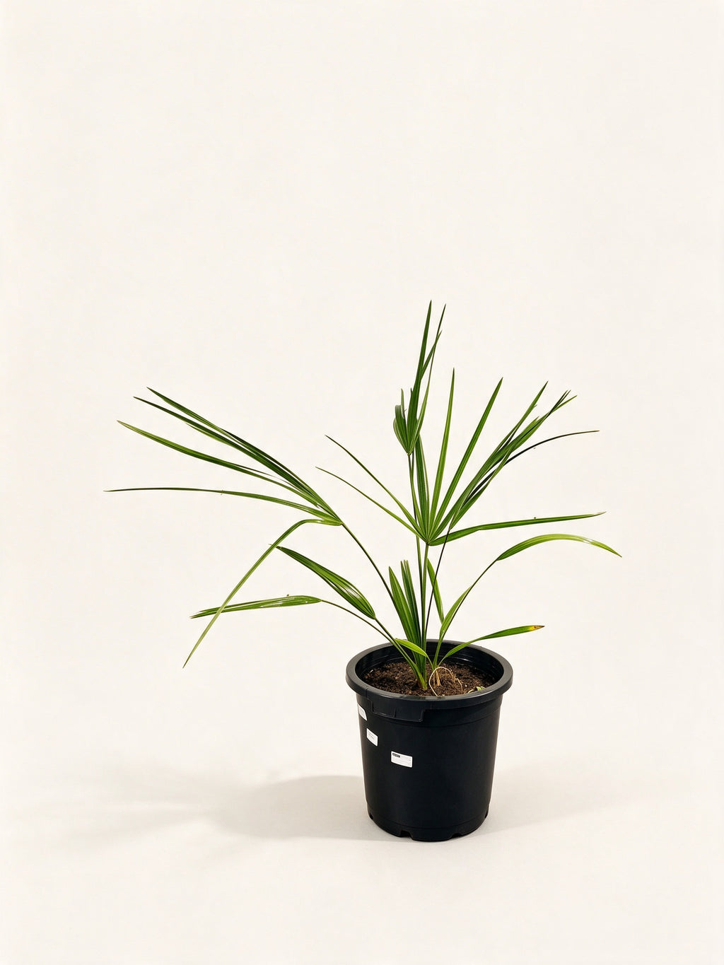 Sabal palmetto 'Lisa'