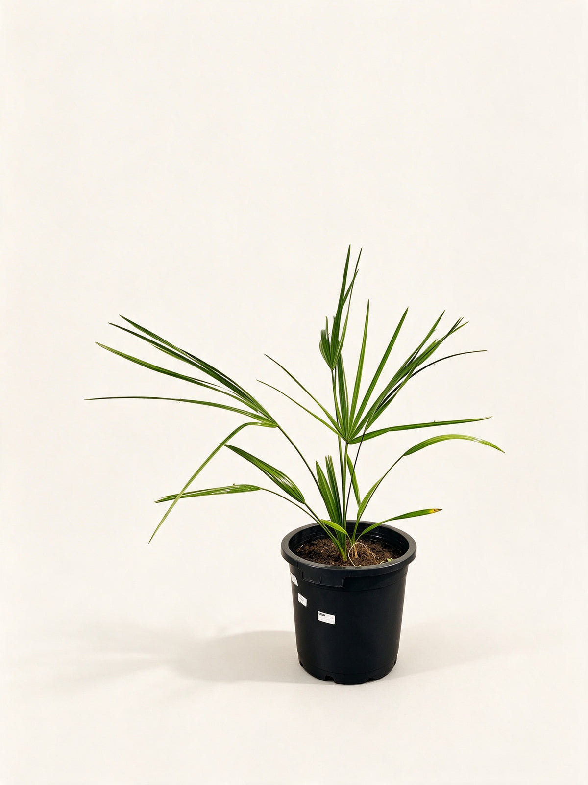 Sabal palmetto 'Lisa'