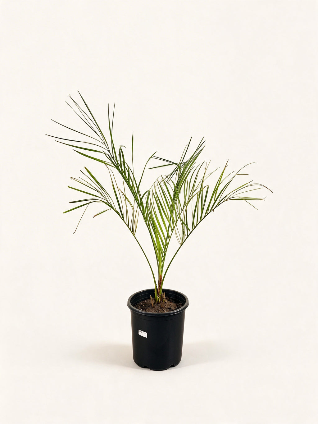 Butia capitata