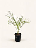 Butia capitata