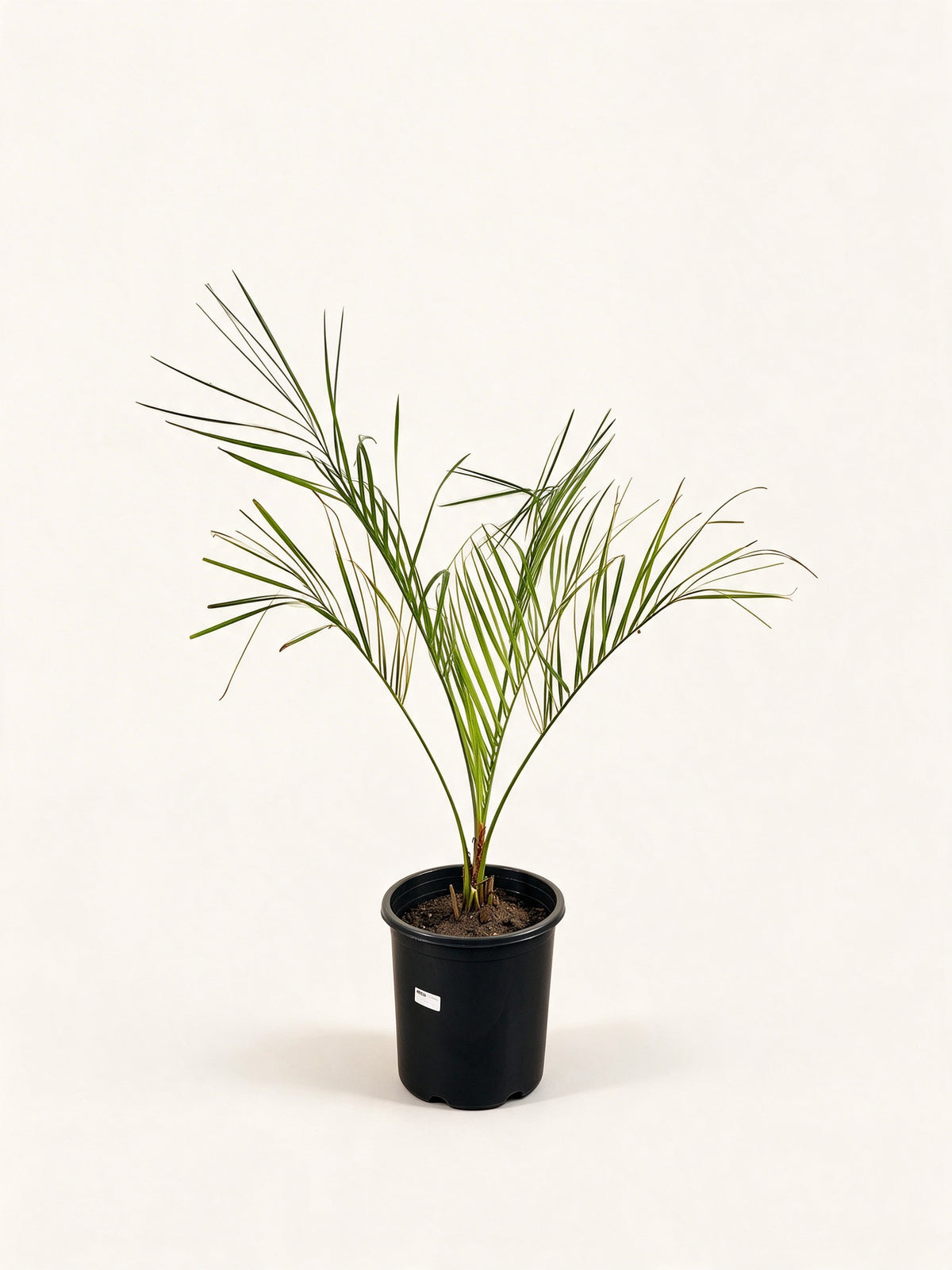 Butia capitata