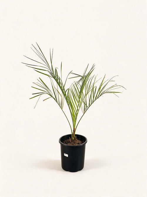 Butia capitata