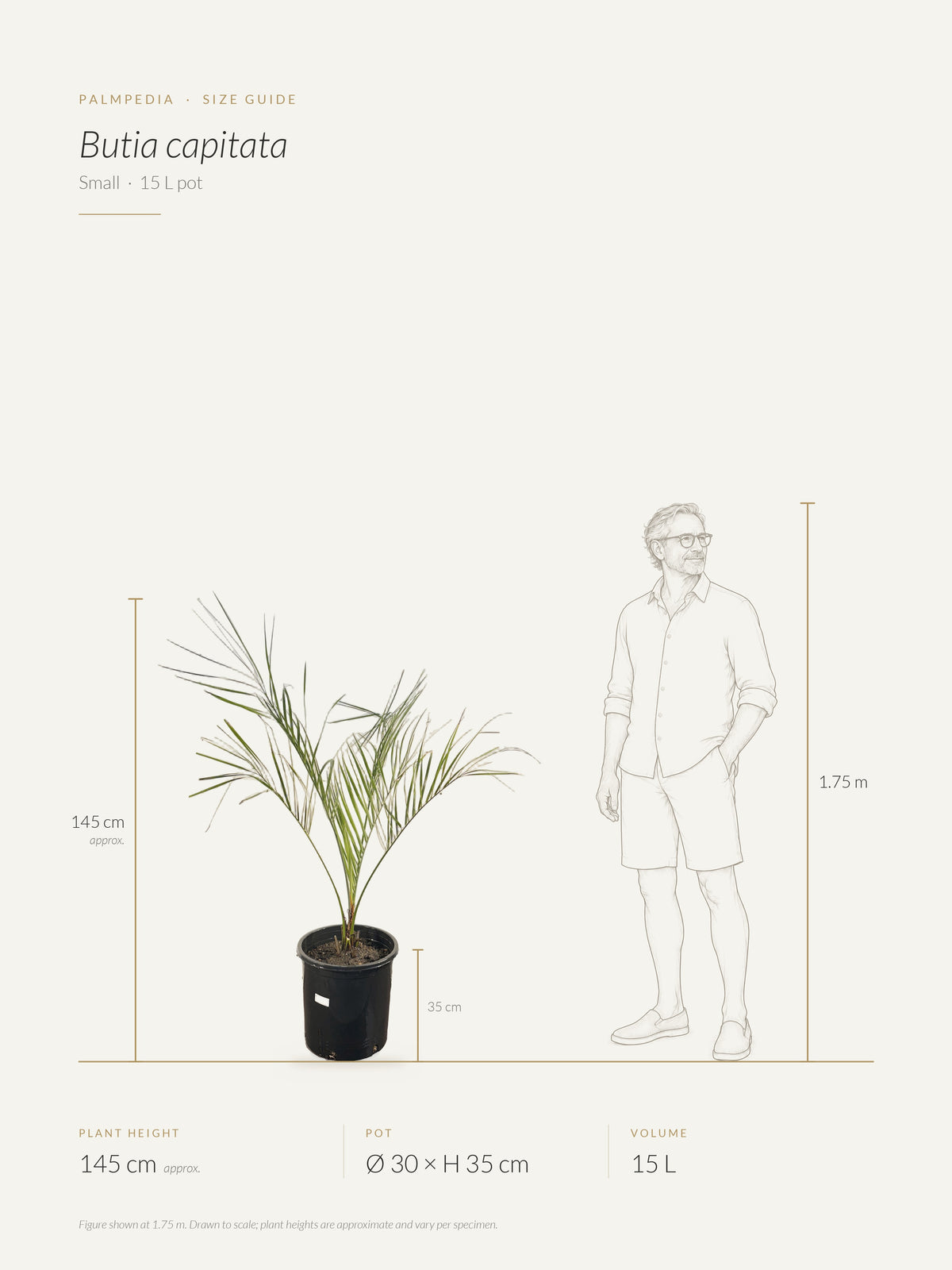 Butia capitata – size guide