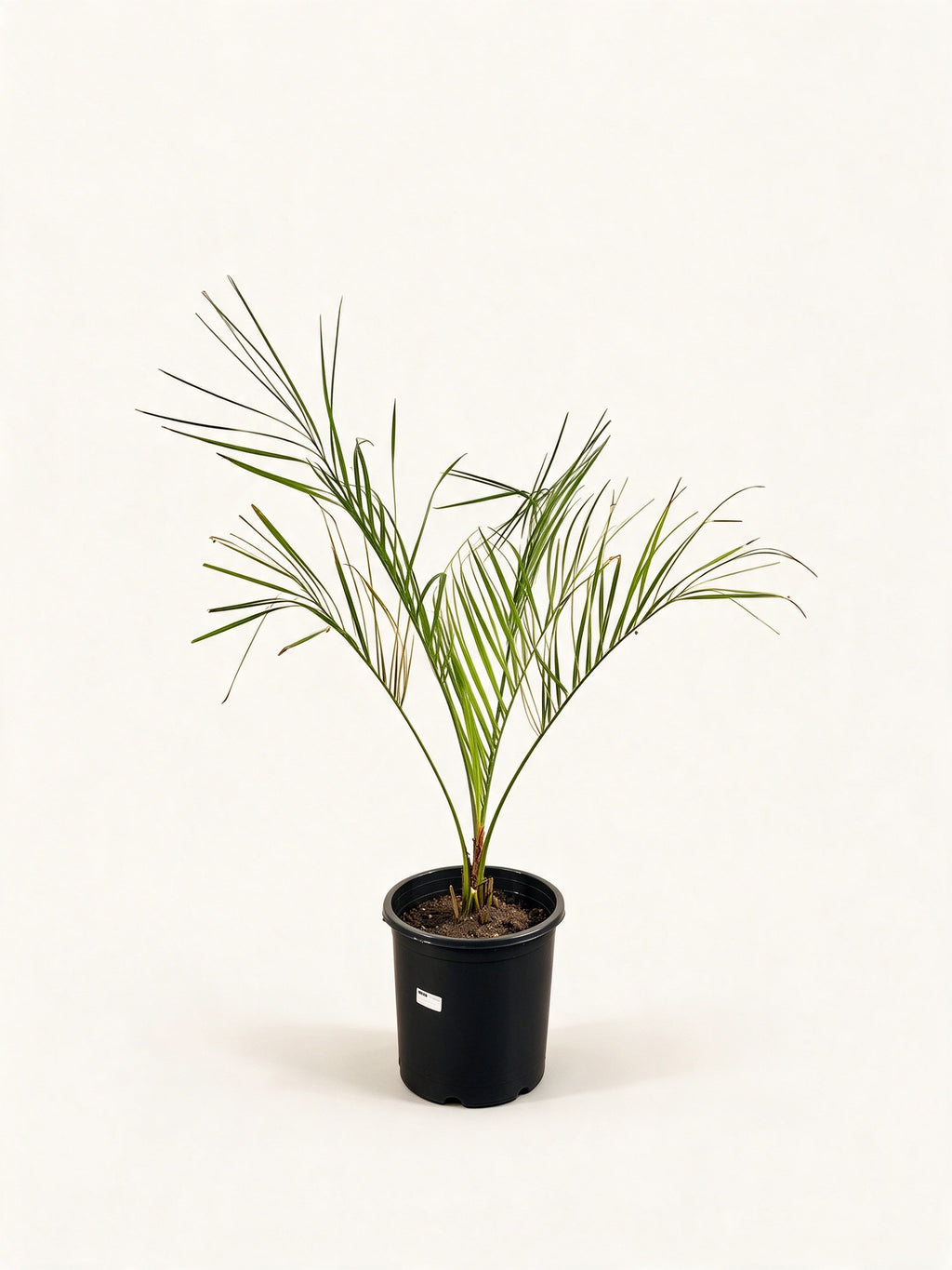 Butia capitata