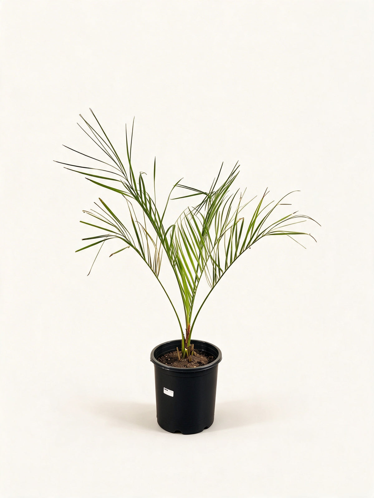 Butia capitata