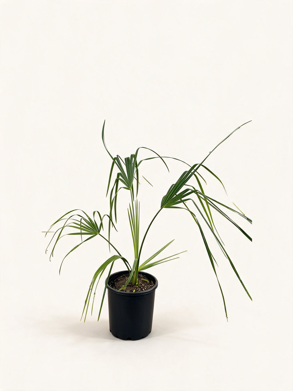 Sabal palmetto