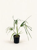 Sabal palmetto