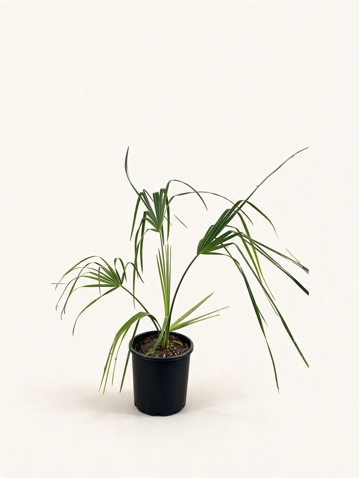 Sabal palmetto