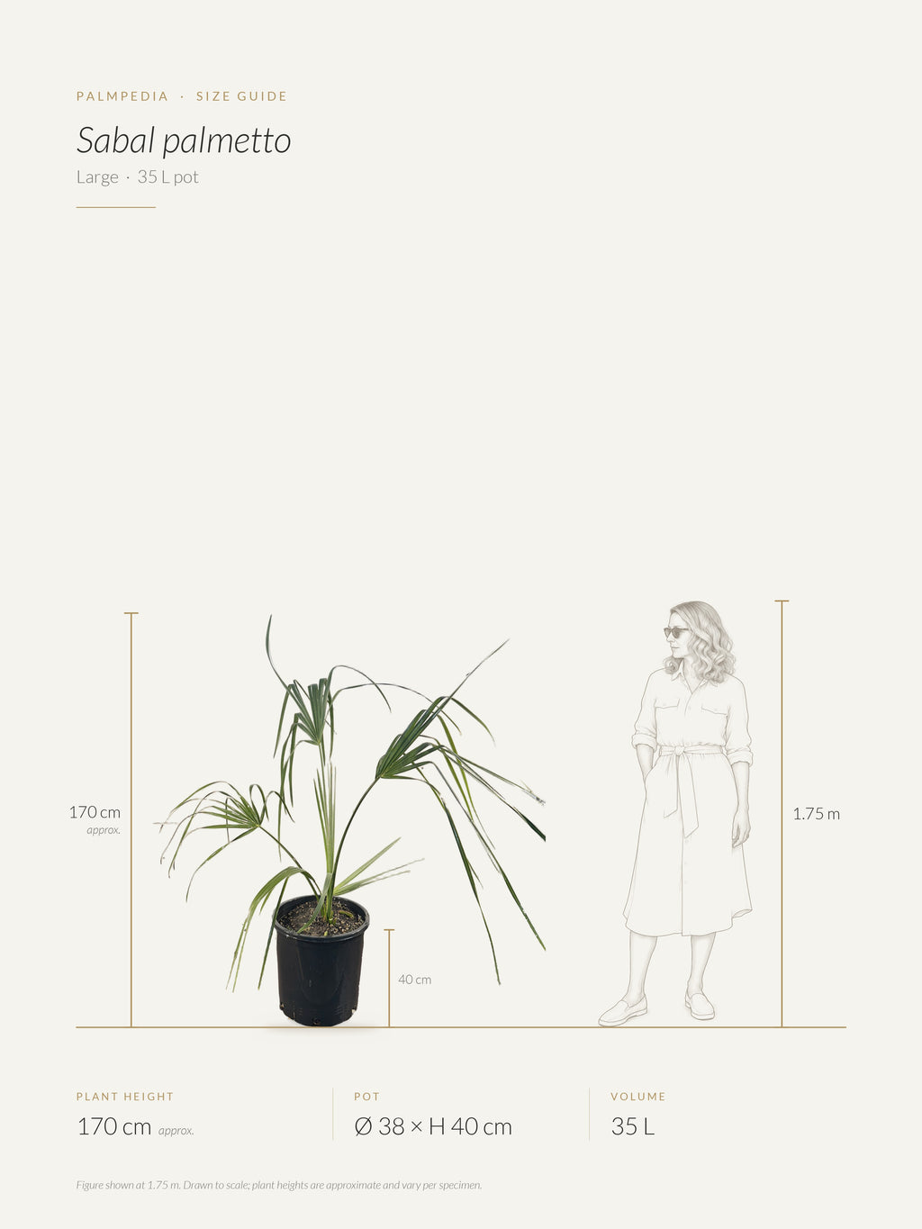 Sabal palmetto – size guide