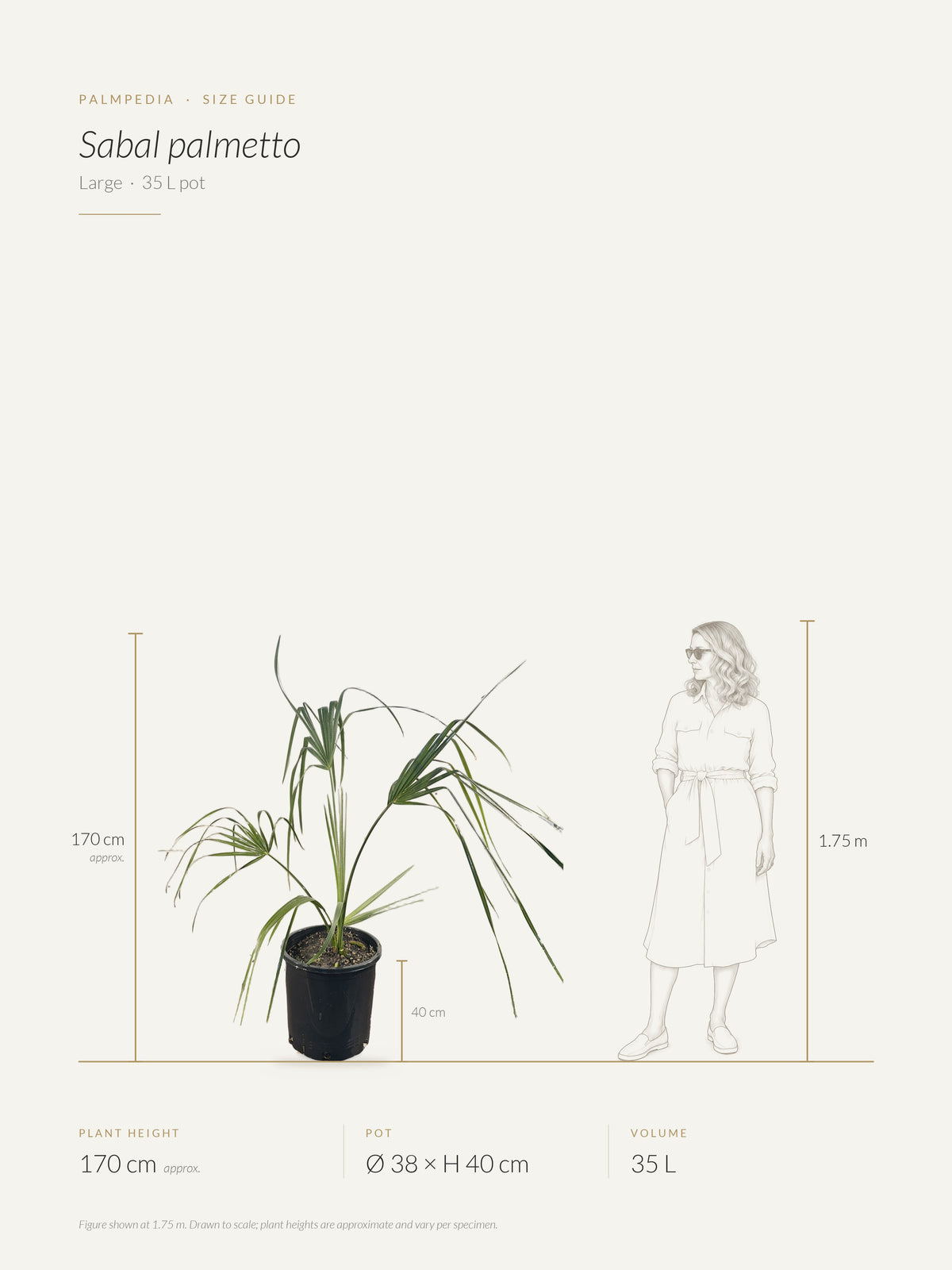 Sabal palmetto – size guide