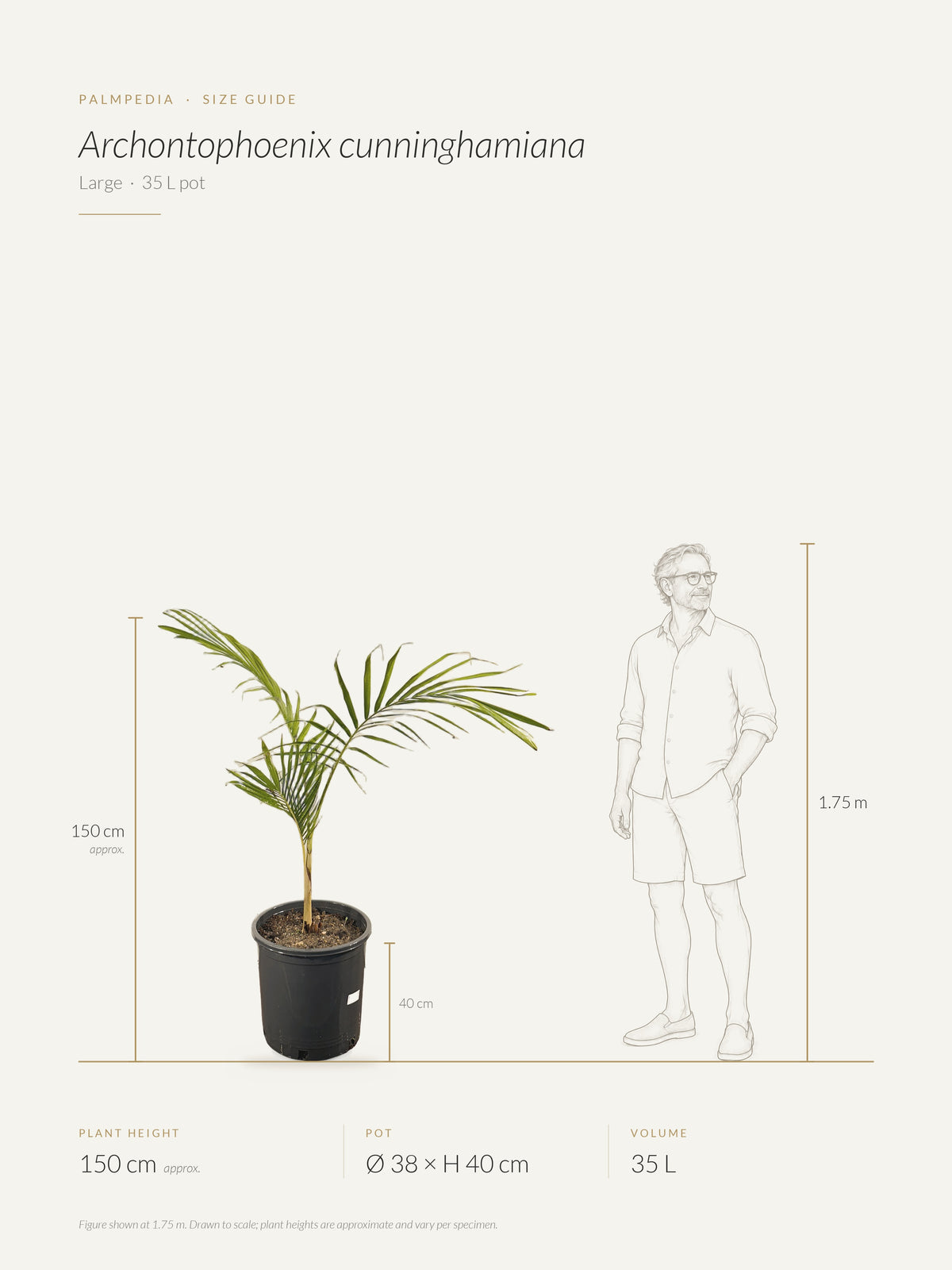 Archontophoenix cunninghamiana – size guide