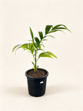 Areca montana