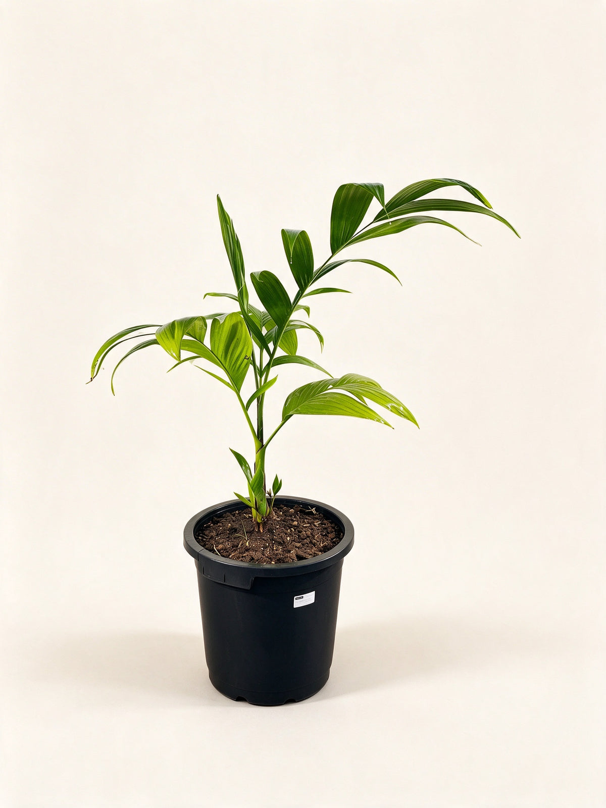 Areca montana