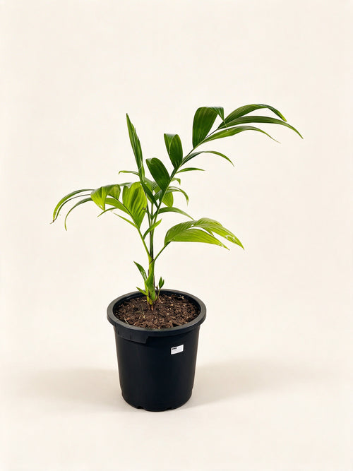 Areca montana