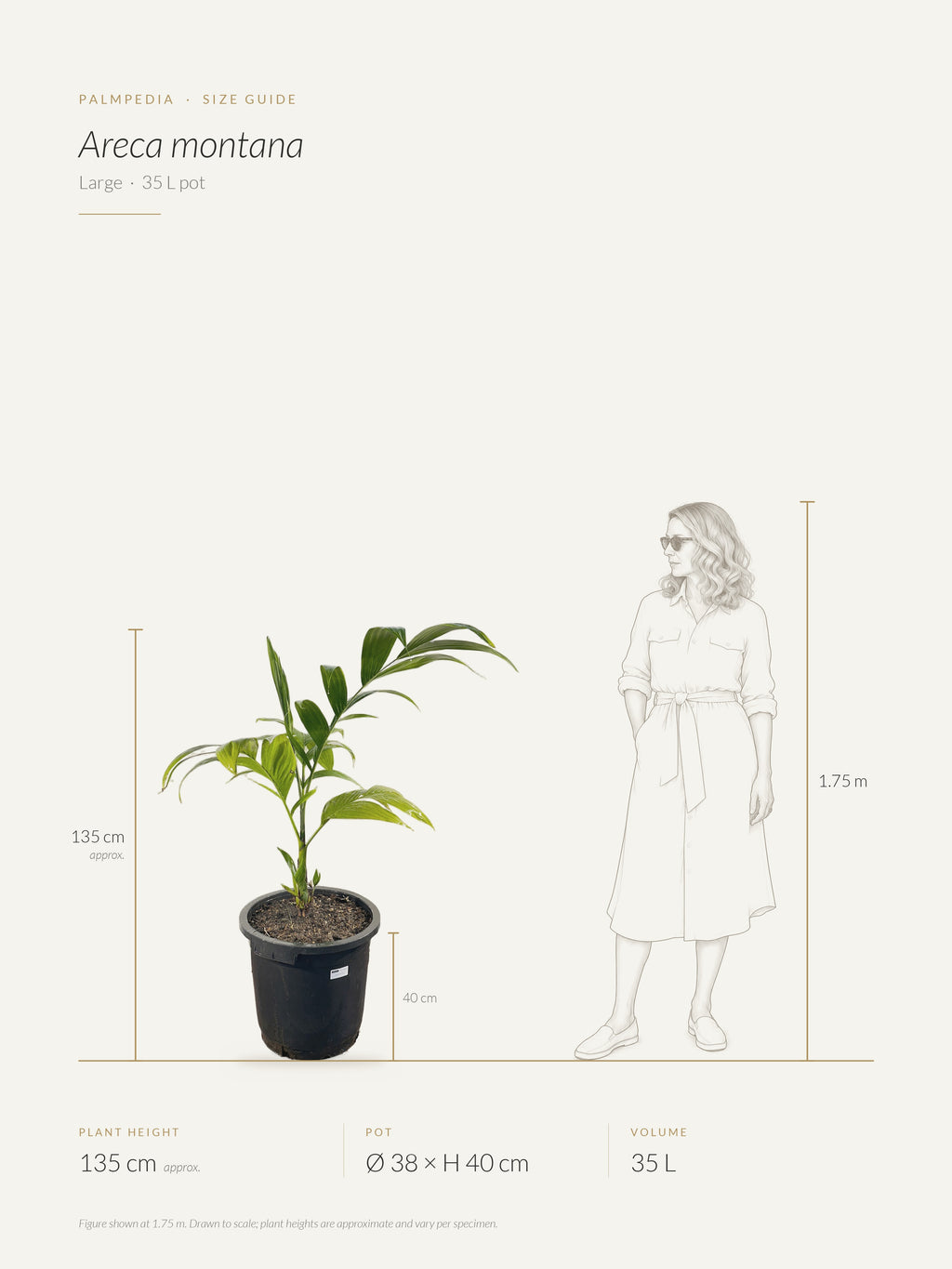 Areca montana – size guide