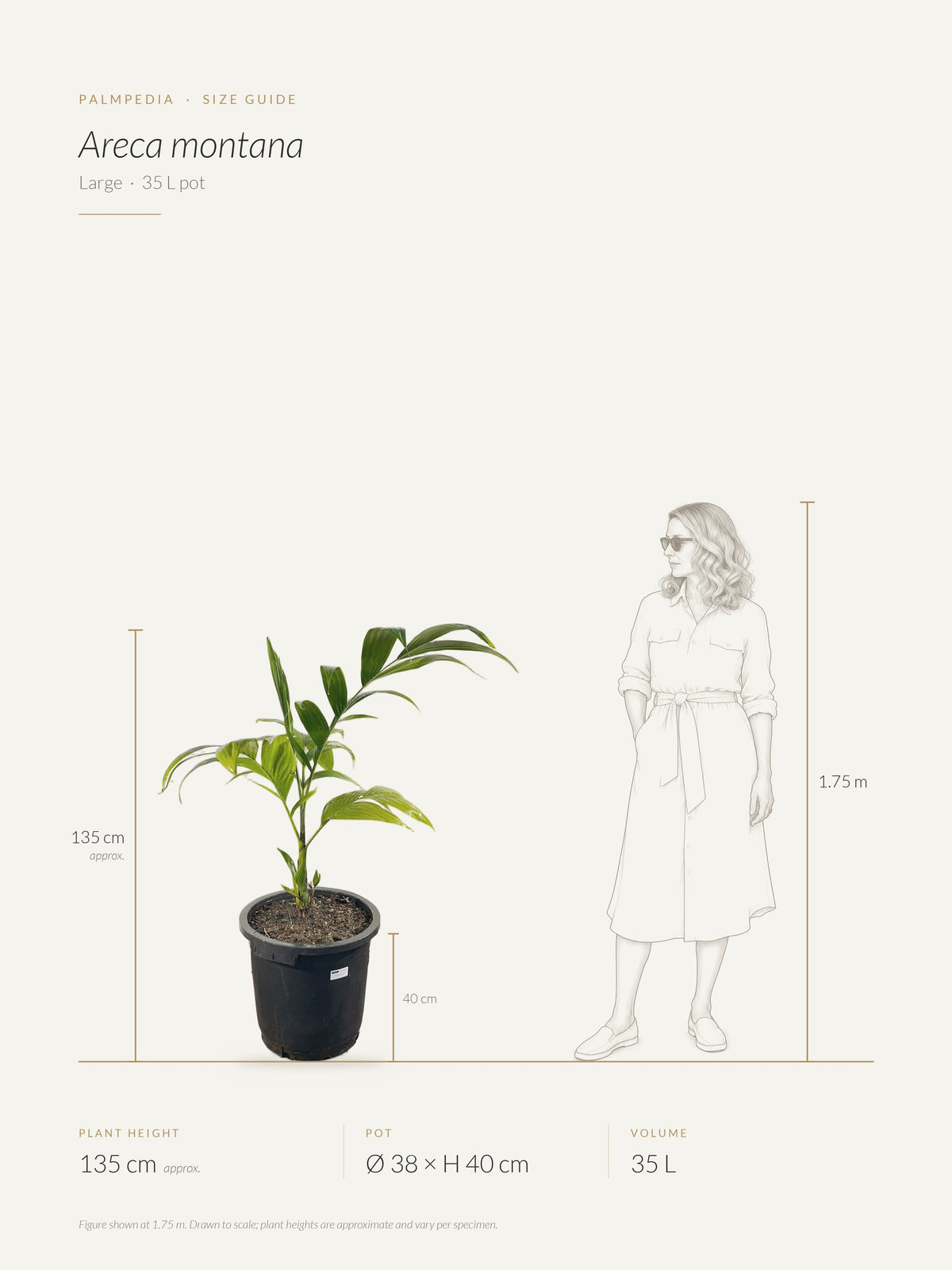 Areca montana – size guide