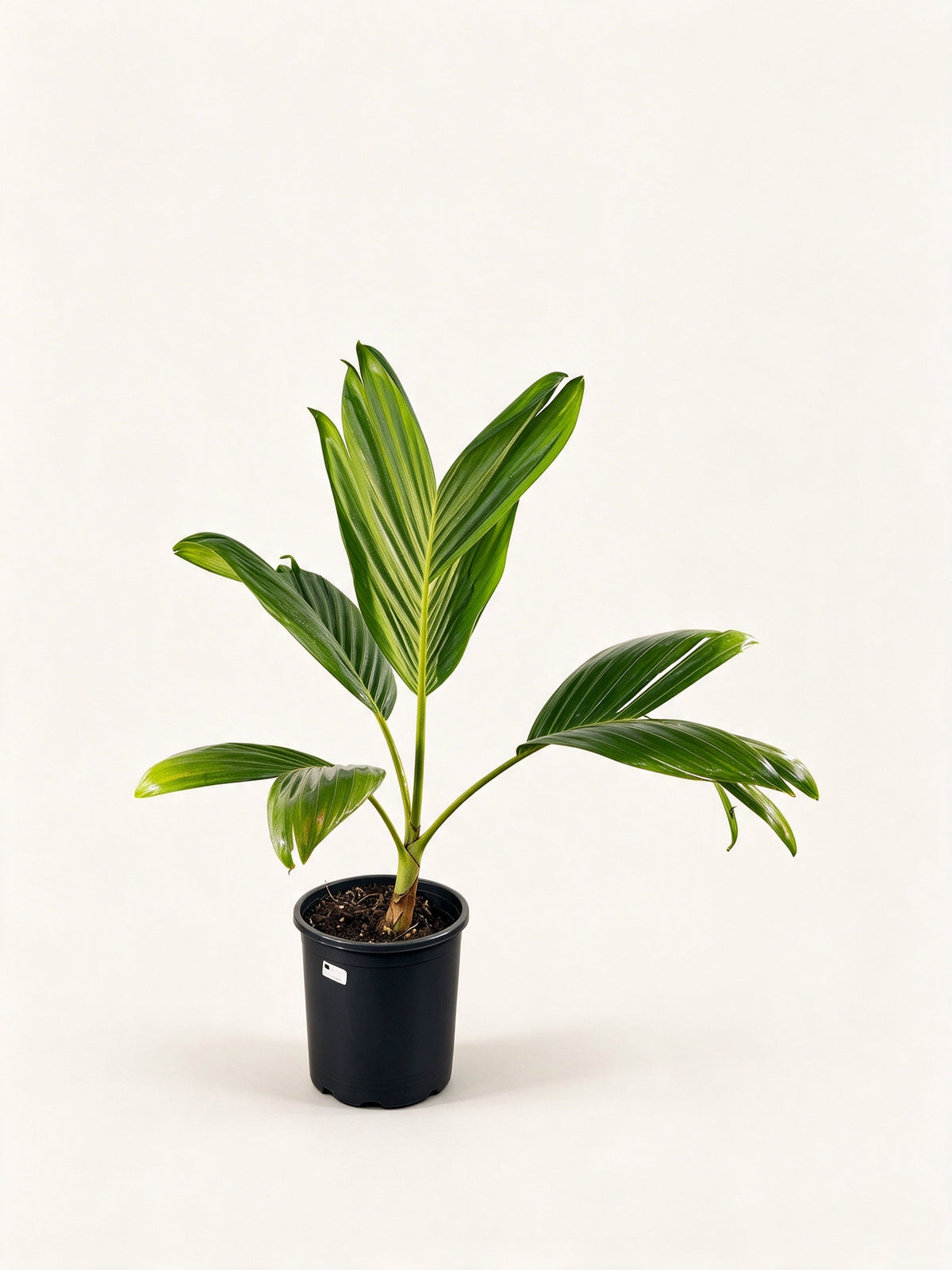 Chambeyronia houailouensis