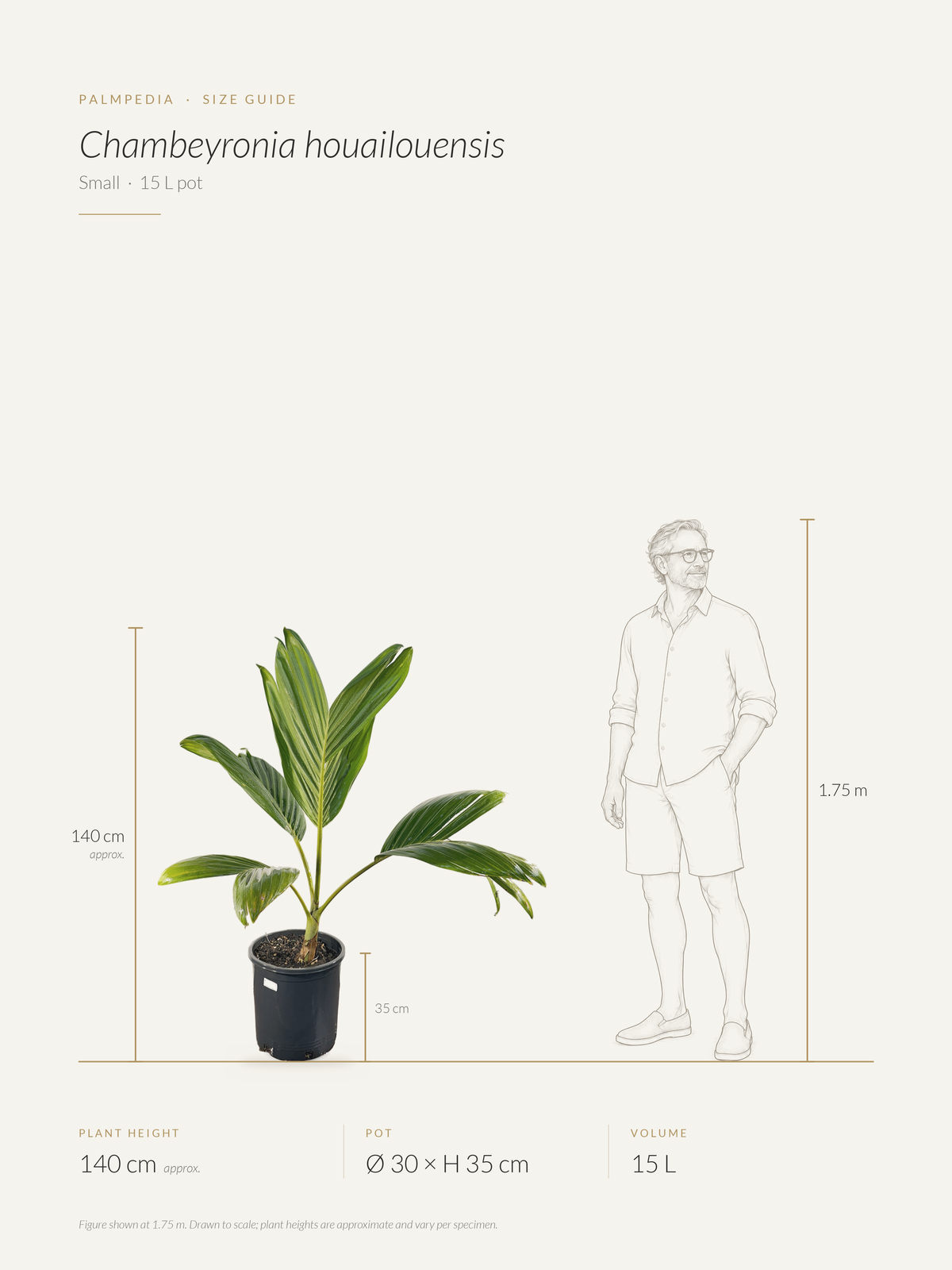 Chambeyronia houailouensis – size guide