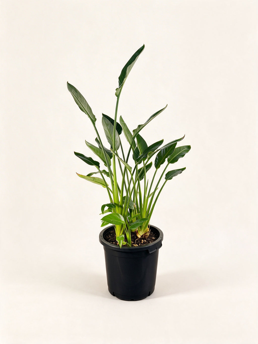 Strelitzia reginae
