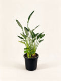 Strelitzia reginae