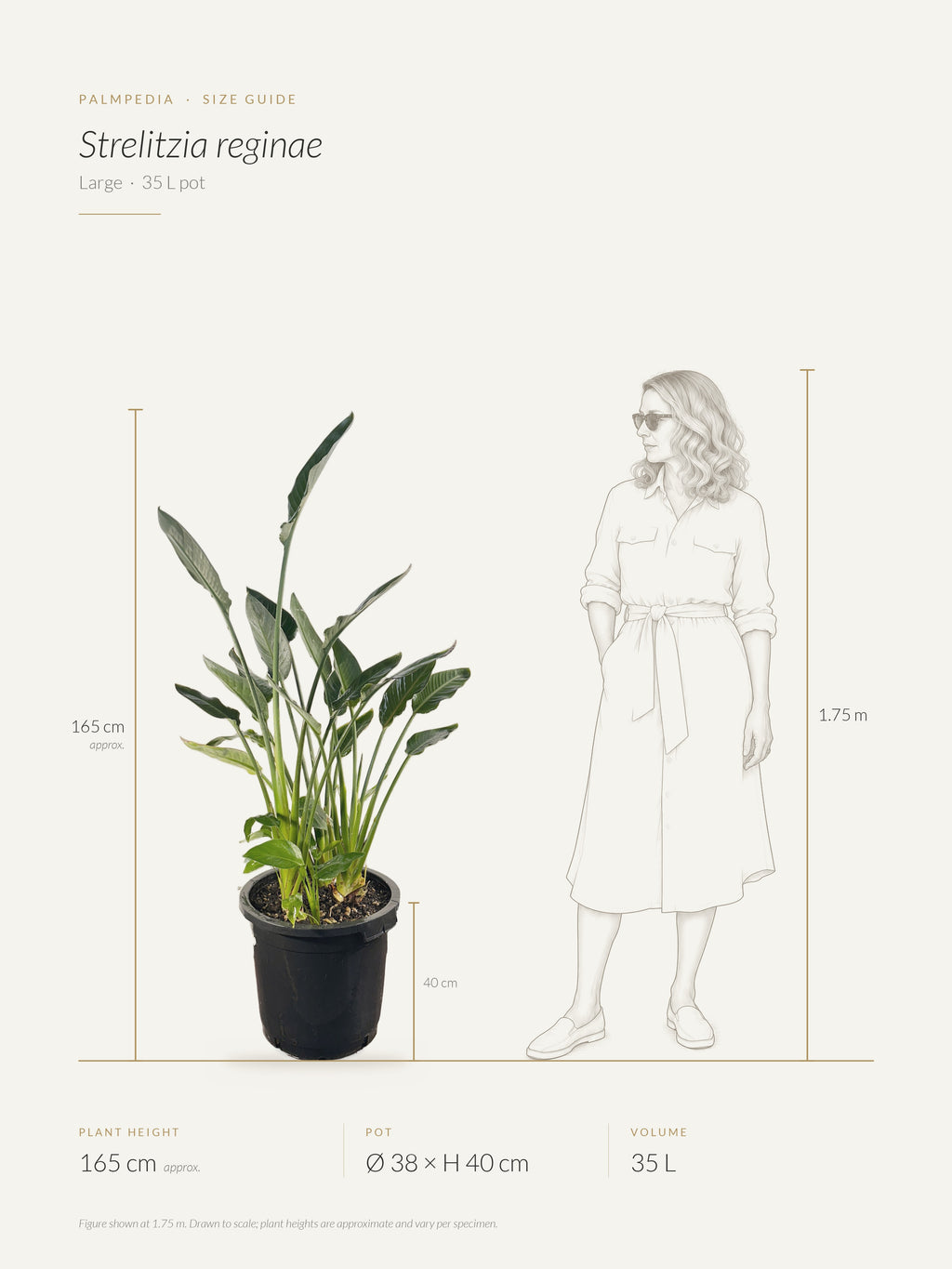 Strelitzia reginae – size guide