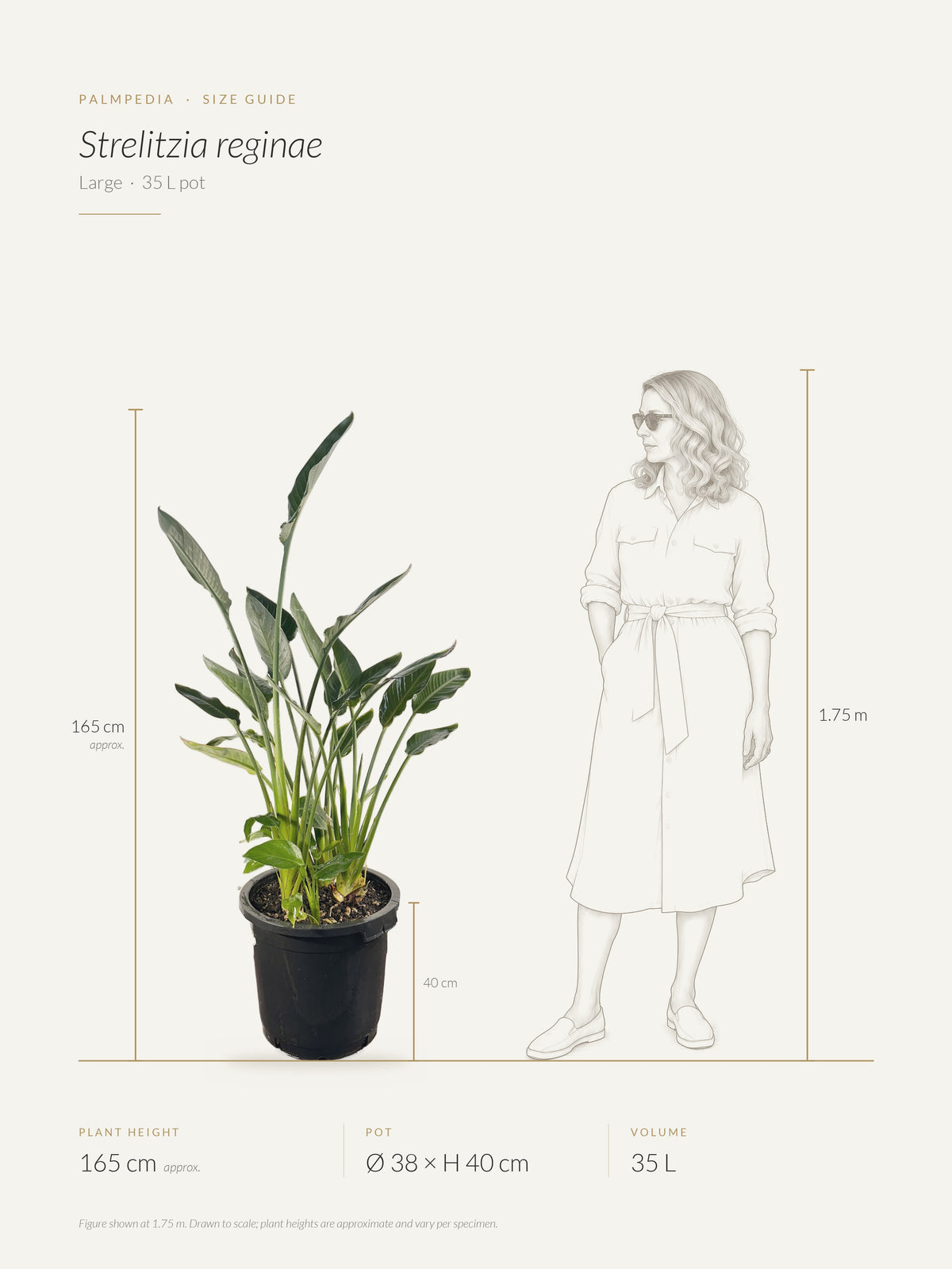 Strelitzia reginae – size guide