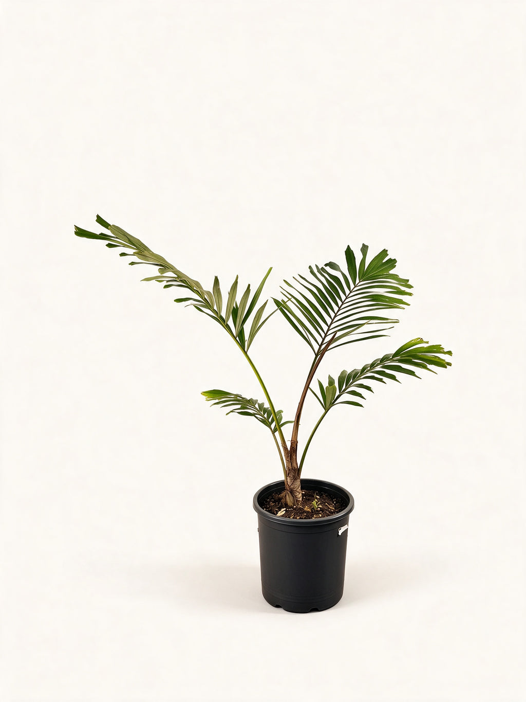Arenga micrantha