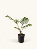 Arenga micrantha