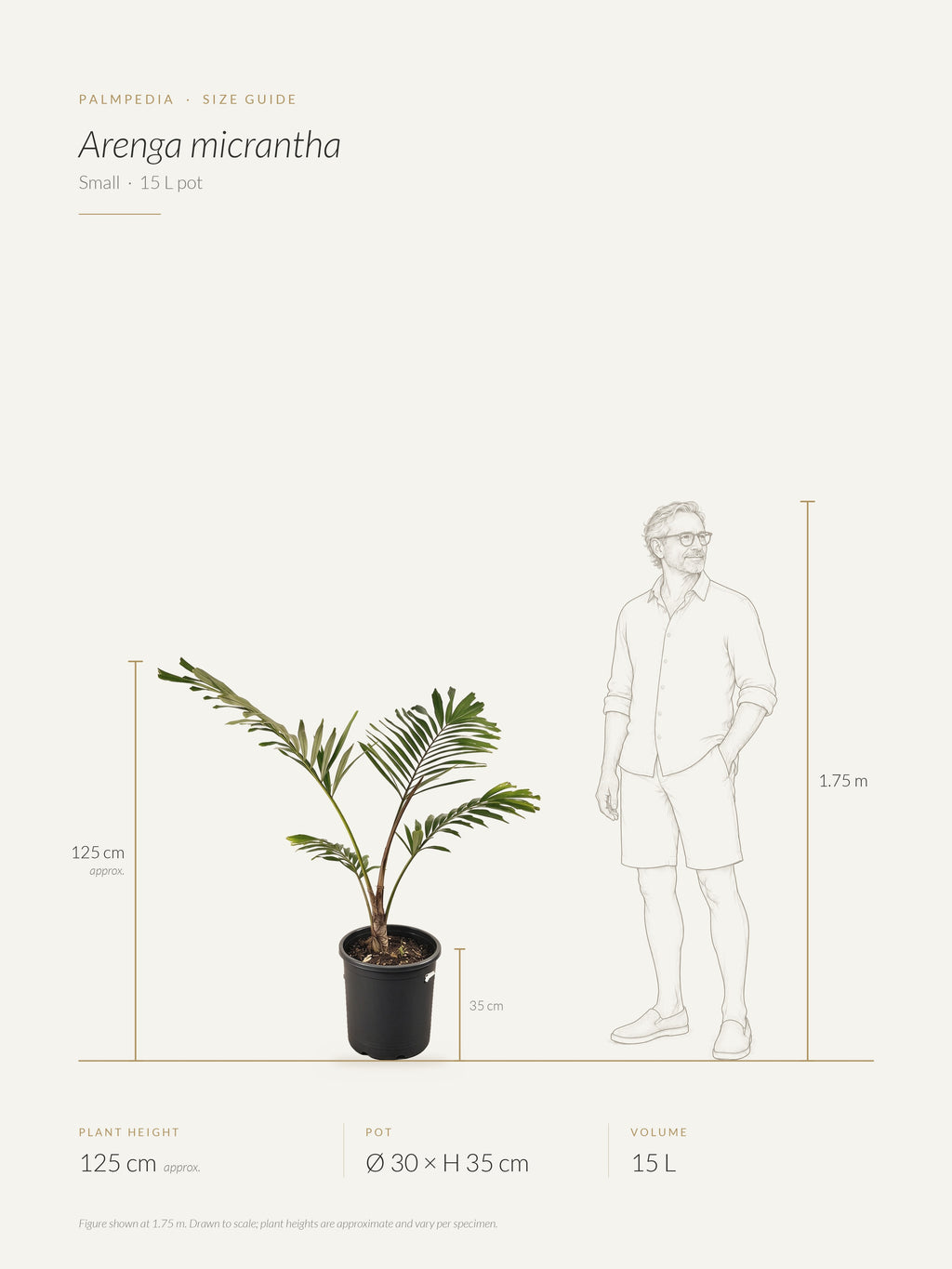Arenga micrantha – size guide