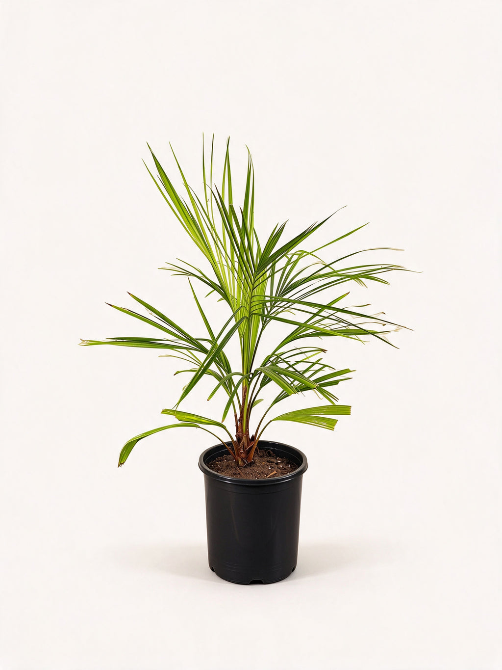 Beccariophoenix alfredii