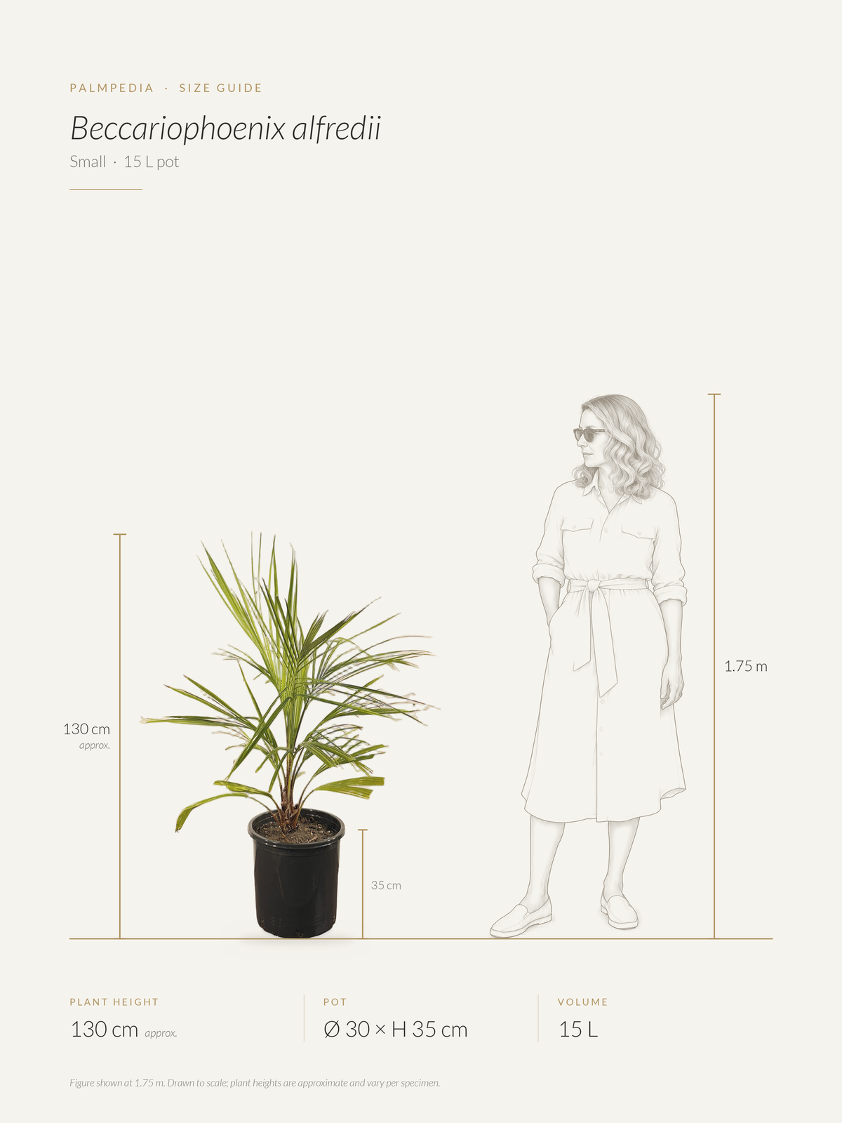 Beccariophoenix alfredii – size guide