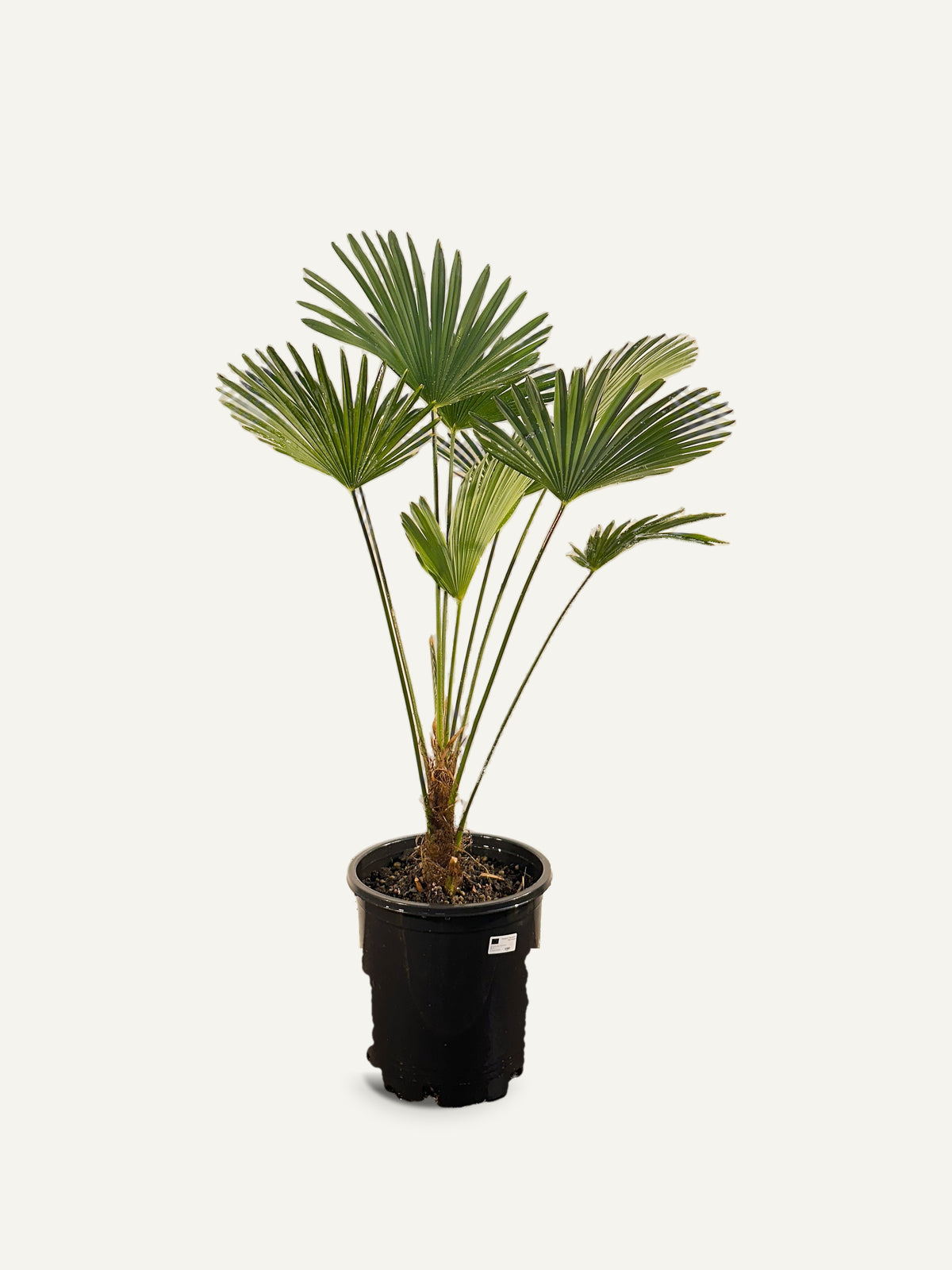 Trachycarpus fortunei 'Wagnerianus' – Palmpedia, view 3
