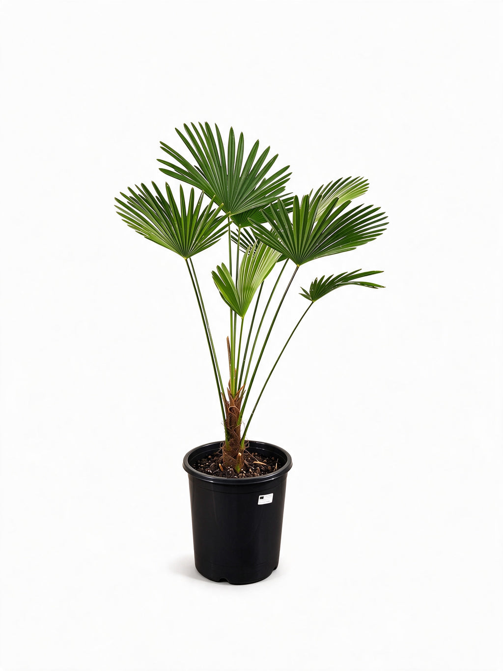 Trachycarpus fortunei 'Wagnerianus'