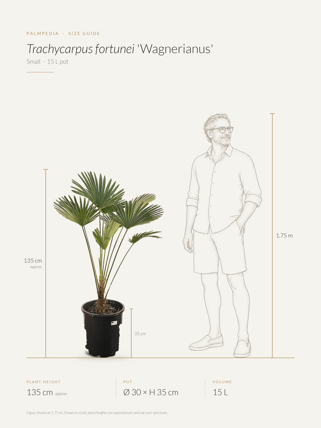 Trachycarpus fortunei 'Wagnerianus' – size guide
