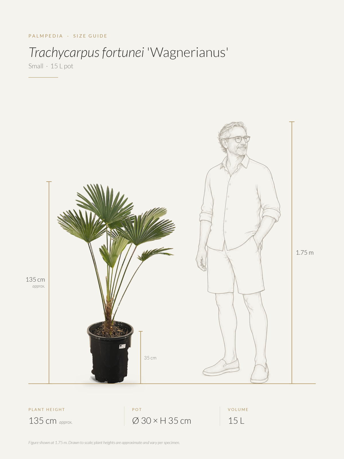 Trachycarpus fortunei 'Wagnerianus' – size guide