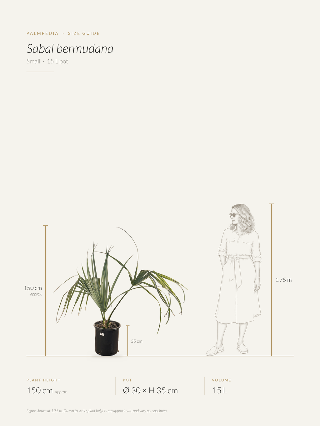 Sabal bermudana – size guide