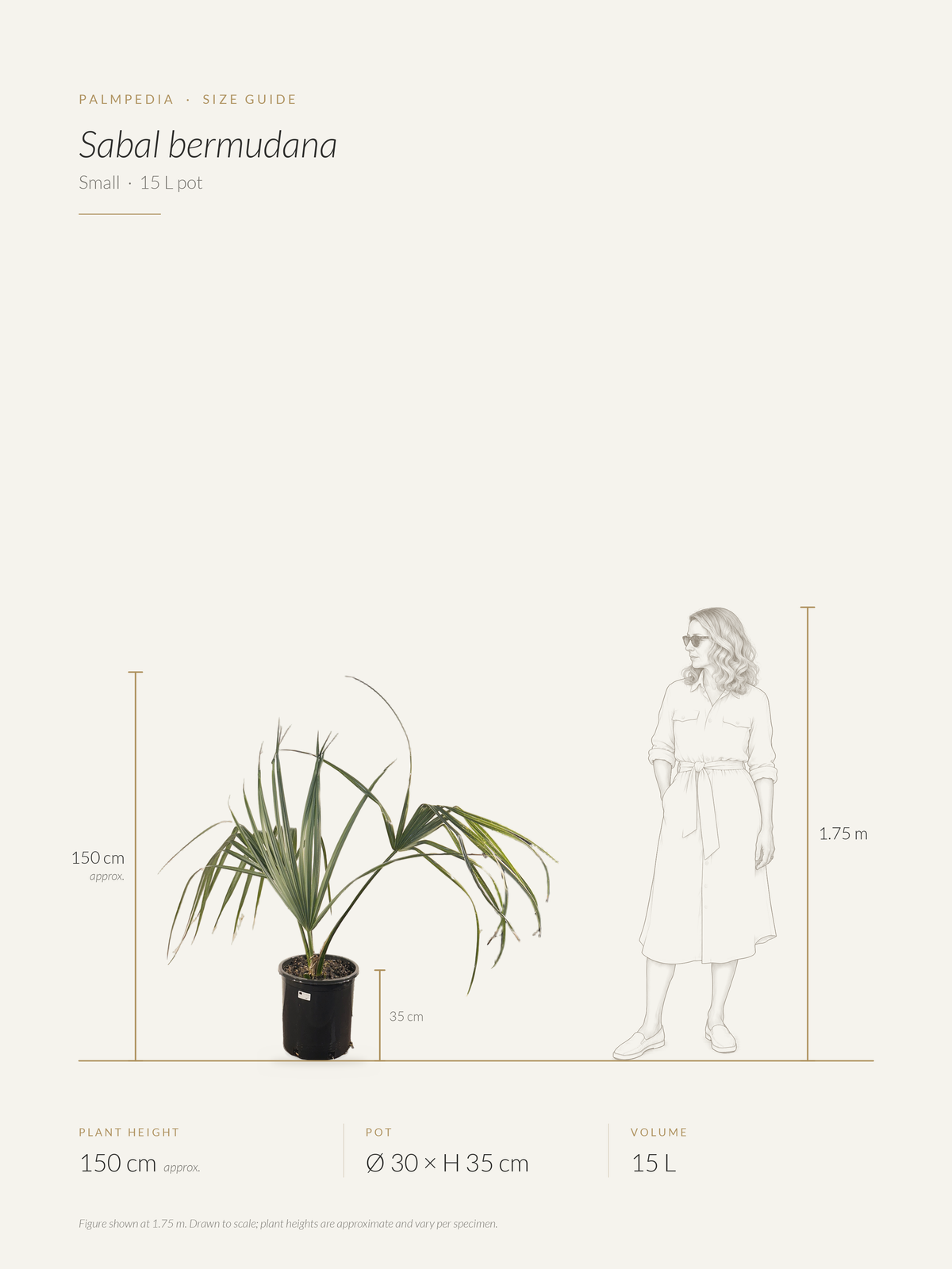 Sabal bermudana – size guide