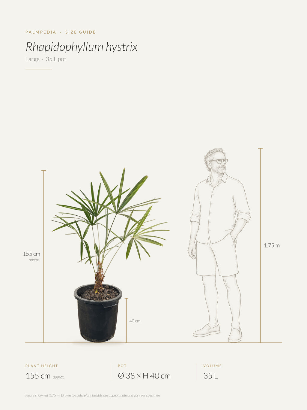 Rhapidophyllum hystrix – size guide